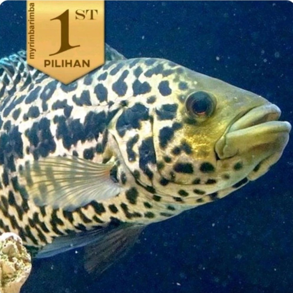 Jaguar Cichlid Managuense Ikan HIas Aquascape Hiasan Aquarium Tanaman