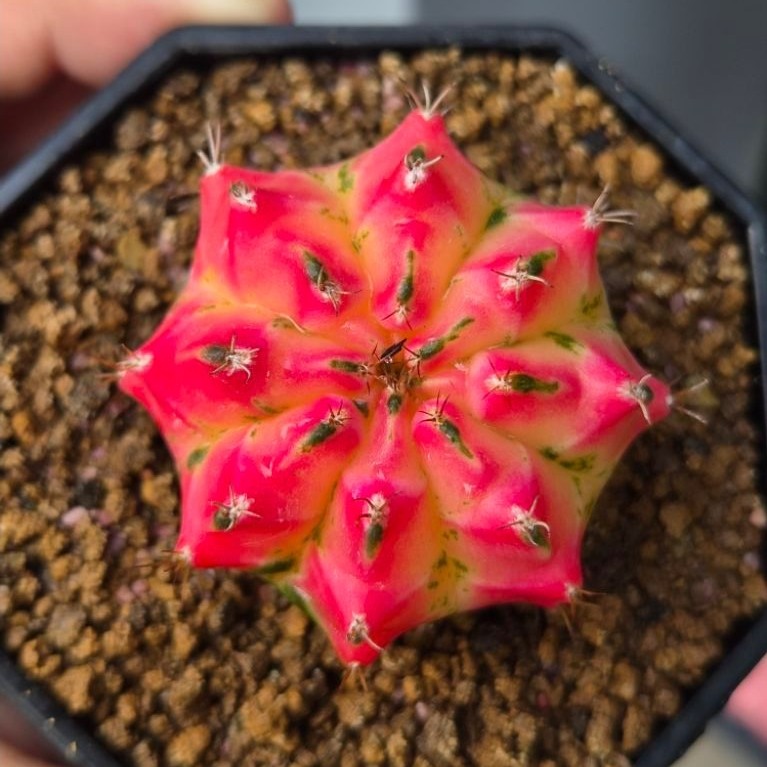 Sale Kaktus Gymno Miha Koleksi Pribadi Seedling/Potelan/Neon/Trex/Tseries / Kaktus Thailand