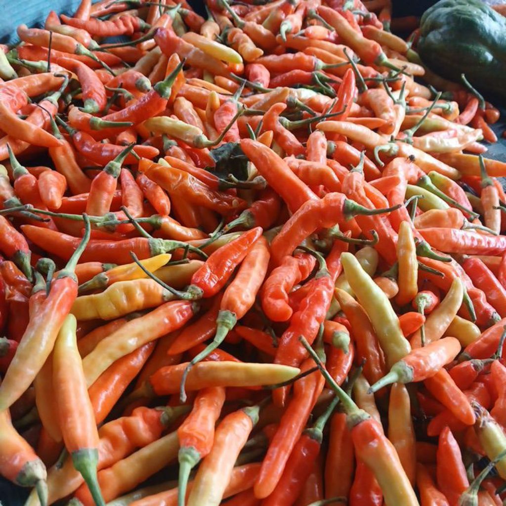 cabe caplak