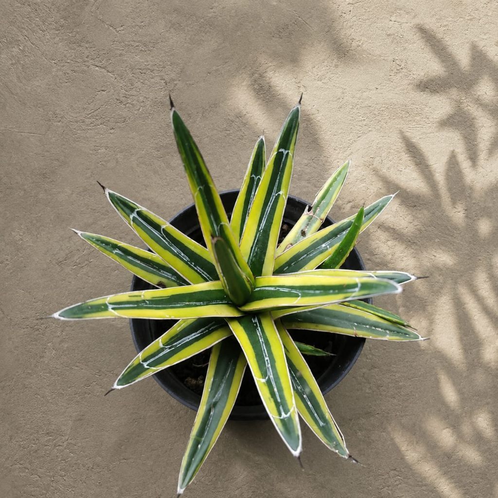 Agave Victoriae Reginae Variegata / Agave Variegata