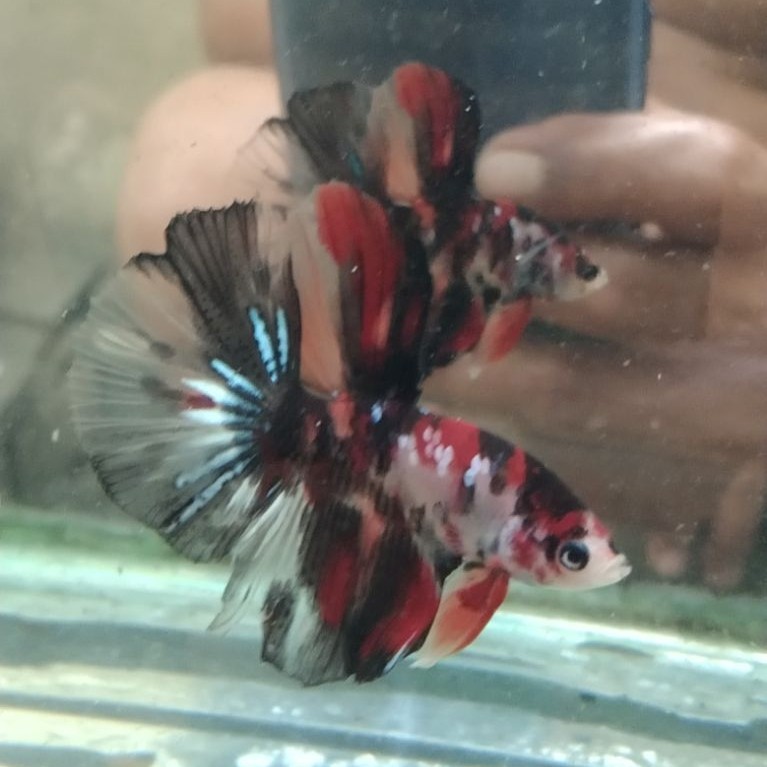 Ikan cupang hias aquarium HM multi Size M