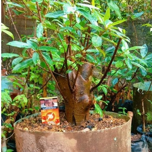 bonsai loa gede prospek subur 230.000 akar kokoh siap program lanjutan.