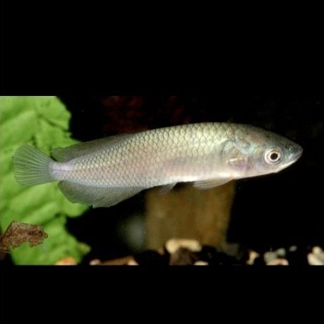 Ikan arowana nile afrika / arwana nil