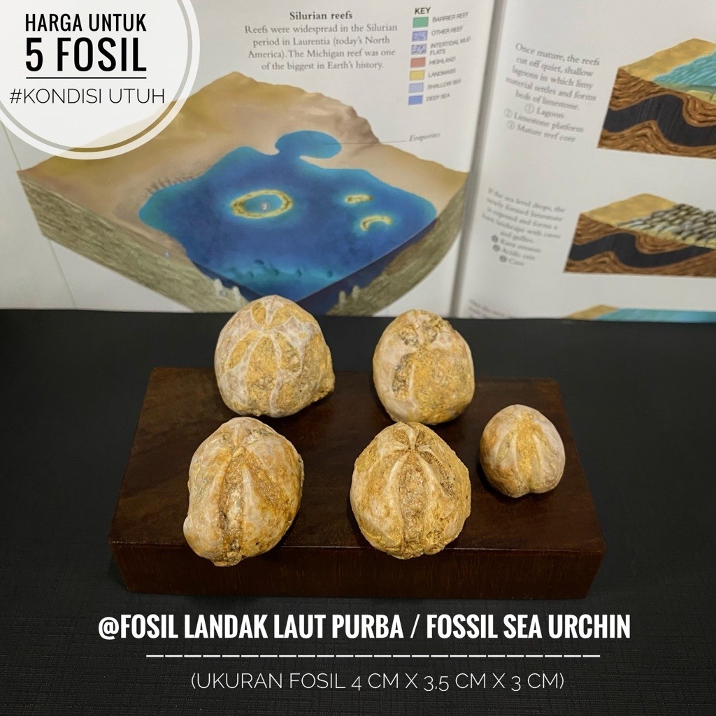 Fosil Landak Laut Purba B28 atau Fossil Sea Urchin atau Fosil Awar Awar atau Fosil Bintang Laut atau