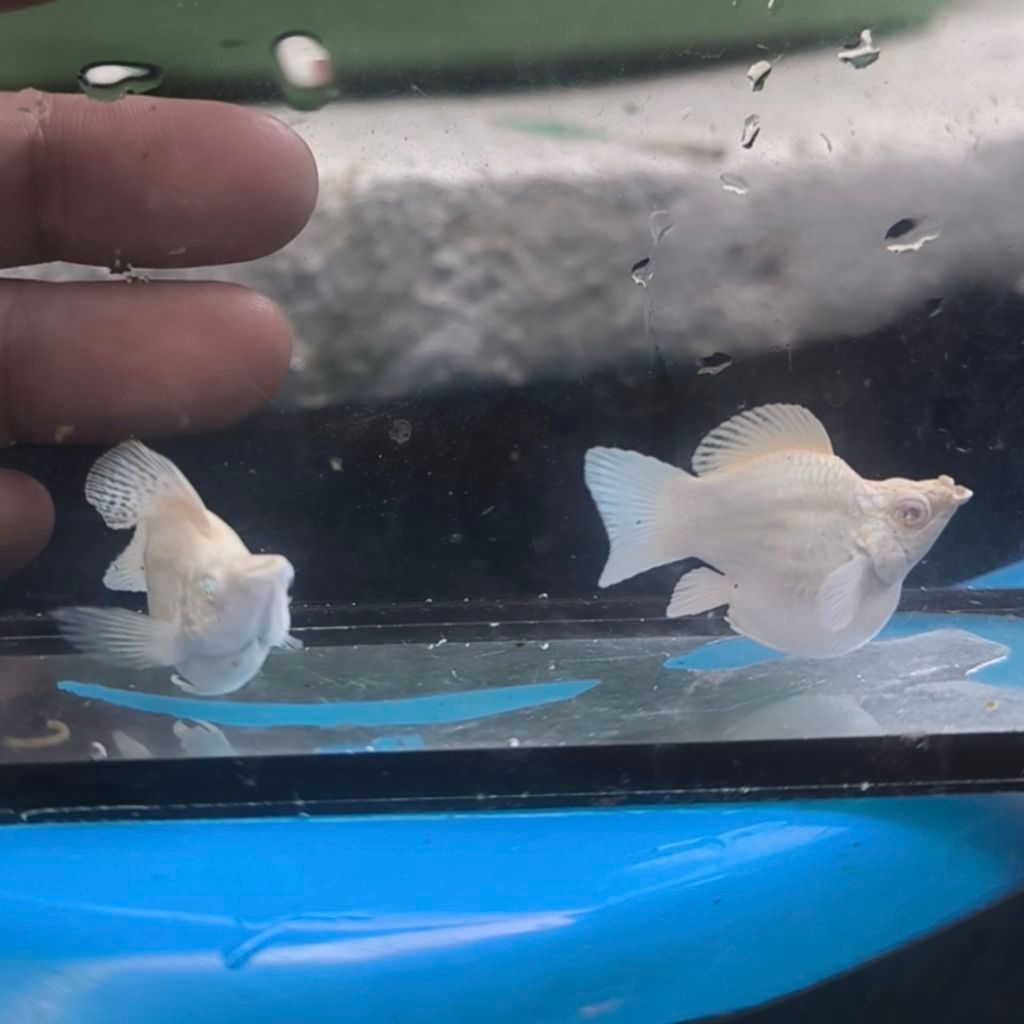 Molly Albino Platinum Crystal eyes 1 pasang