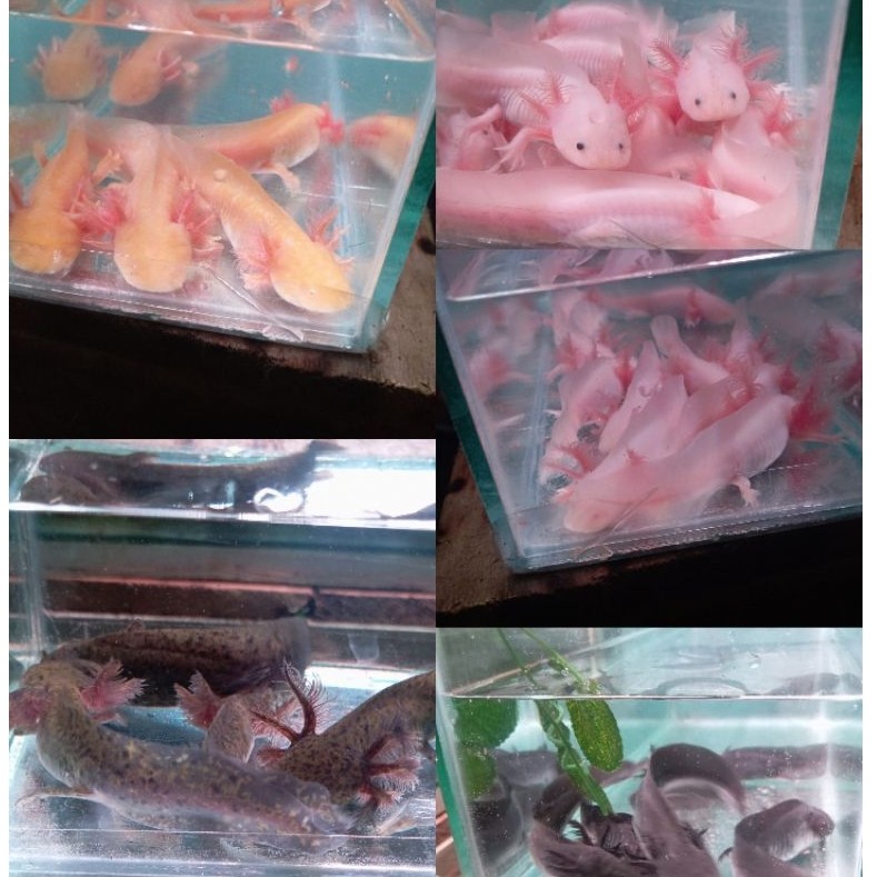 Mainan Anak Axolotl salamanader All variant size 7-8 cm