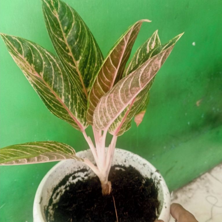 Aglonema Madam Suroyo Induk