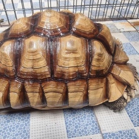 Sulcata Unik Size 35cm Female