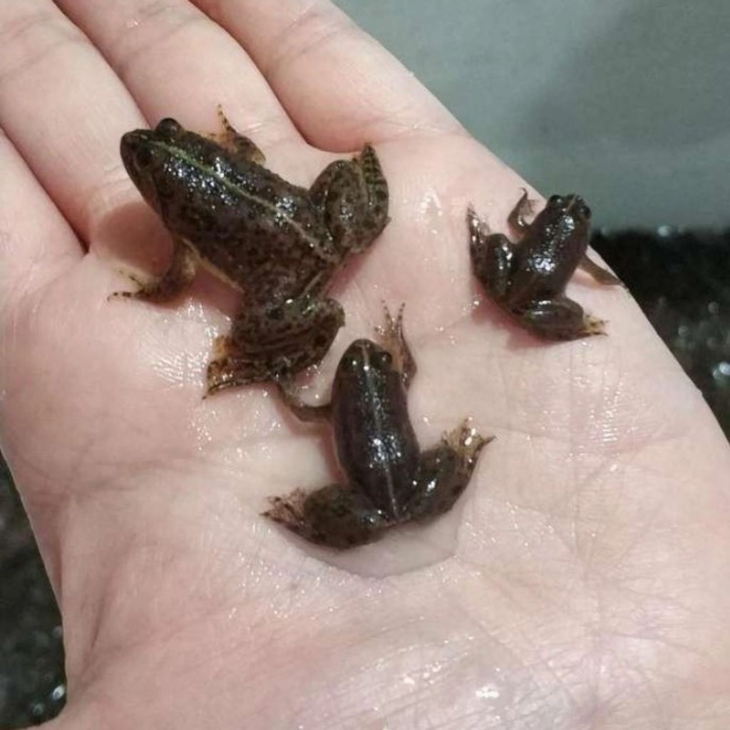 katak Pakan per 10 ekor ukuran 1-3cm pakan predator umpan mancing pakan Chana Arwana auranti pakan B