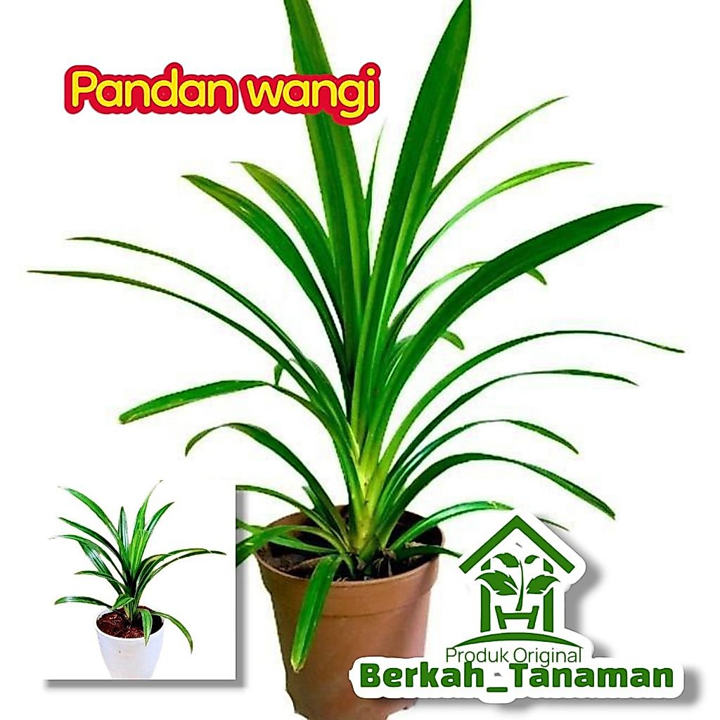 Tanaman pandan wangi - pandan wangi - tanaman