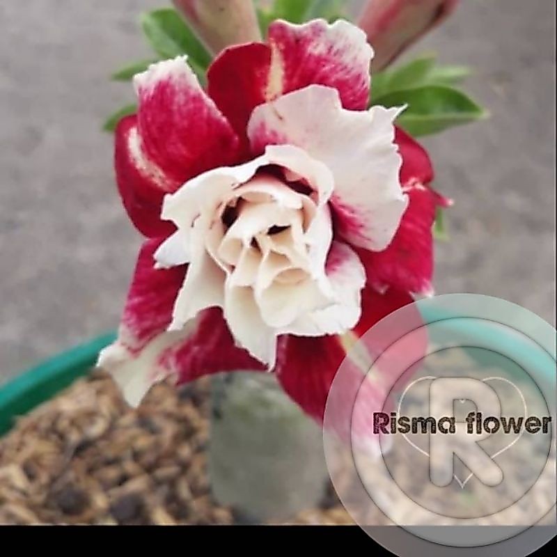 Tanaman hias pohon adenium merah putih tumpuk / Kamboja Jepang tumpuk / bunga adenium tumpuk