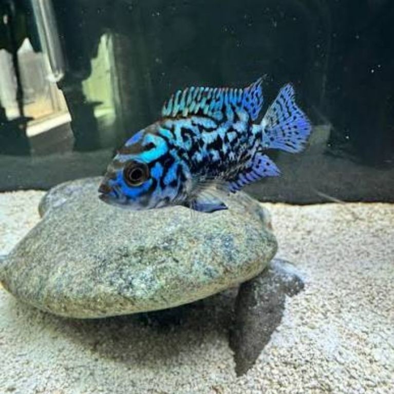 blue jack dempsey ebjd