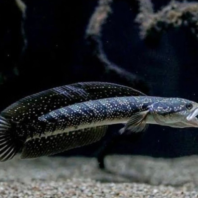 ikan chana asiatica ws size 8-10 cm