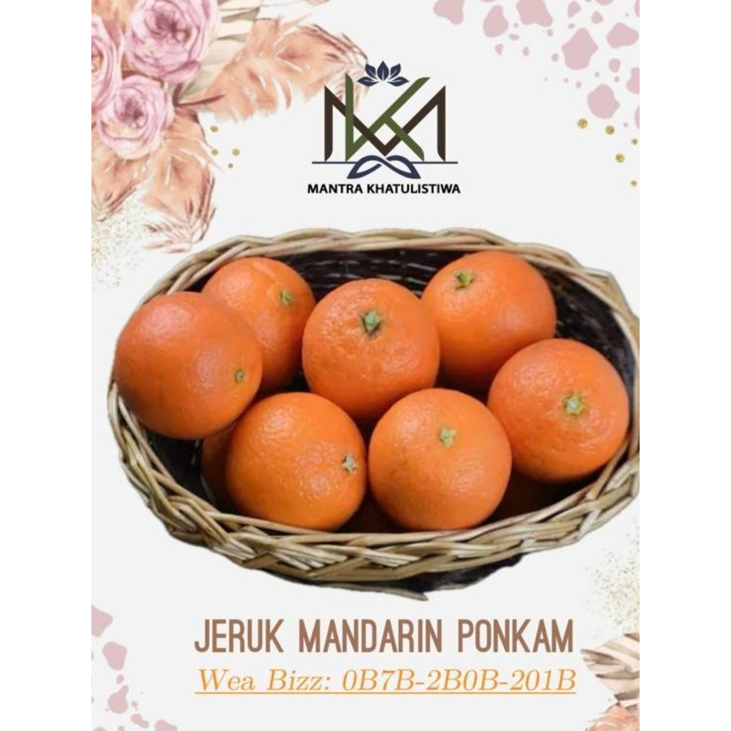JERUK PONKAM IMPORT JERUK MANDARIN PONKAM JERUK