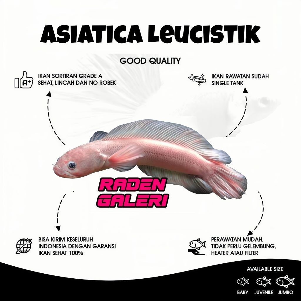 Parfum Laundry aroma Asiatica Leucistic kualitas VIP BACA DESKRISI | Asiatika Leucistik