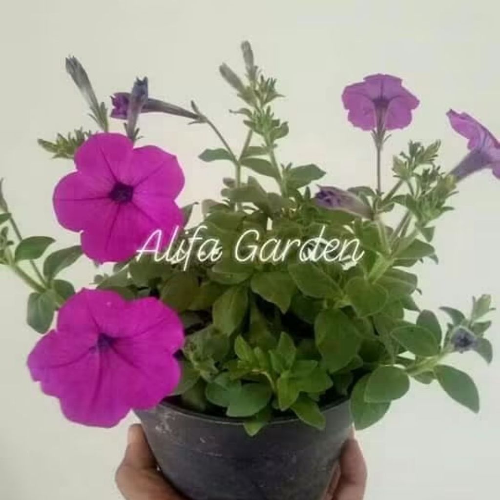 bibit bunga petunian di pot 7 cm
