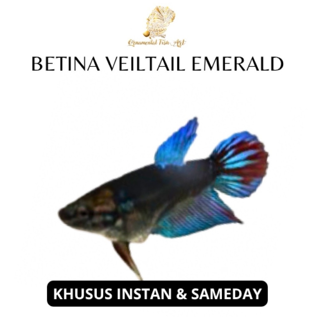 (Betina)Ikan Cupang Veil Tail Emerald Size S-M Random