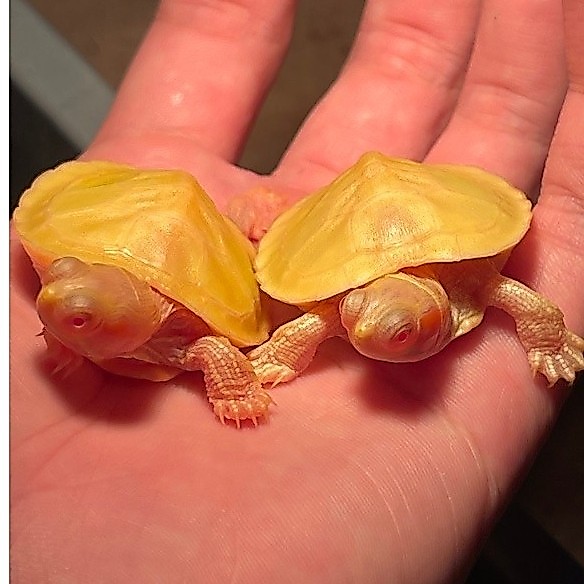 Kura kura brazil / Res Albino size +5cm