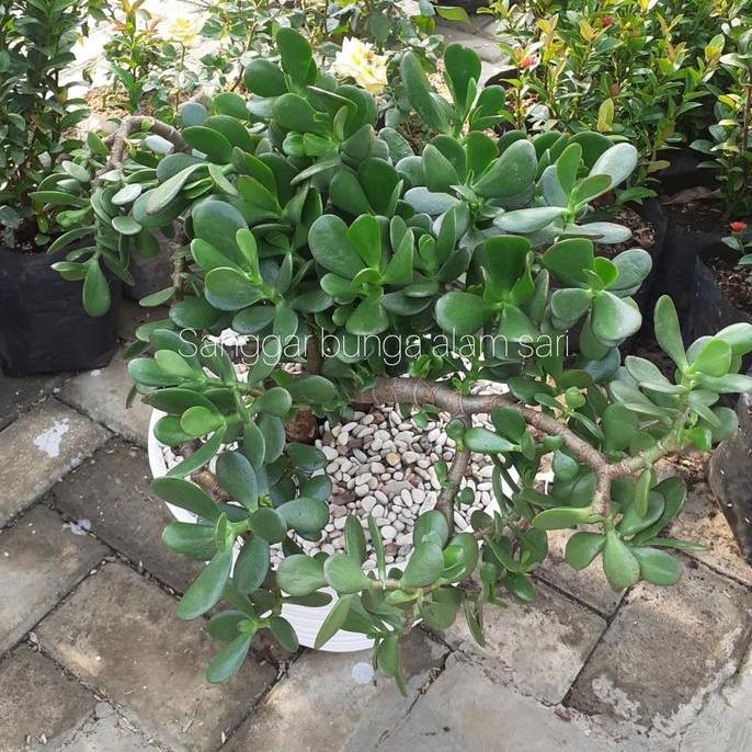 Tanaman Hias Indoor Kaktus Jade Plant Hijau Besar + Pot Dan Batu/CRASSULA OVATA/POHON UANG