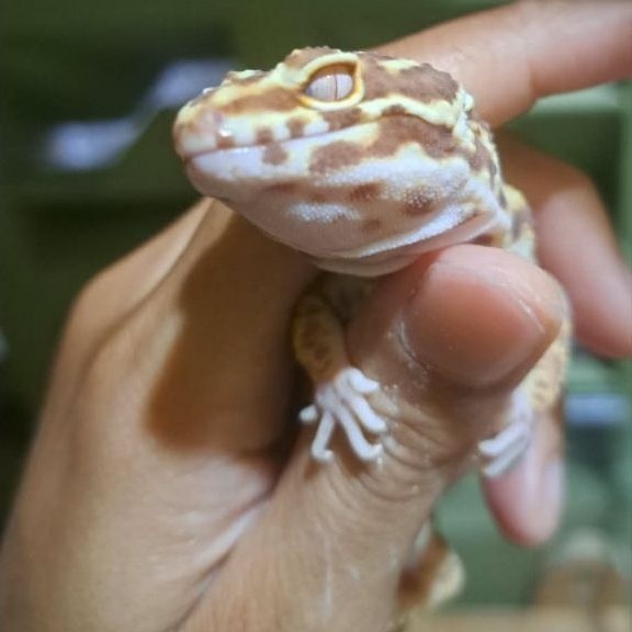 Gecko Bell Bold Stripe