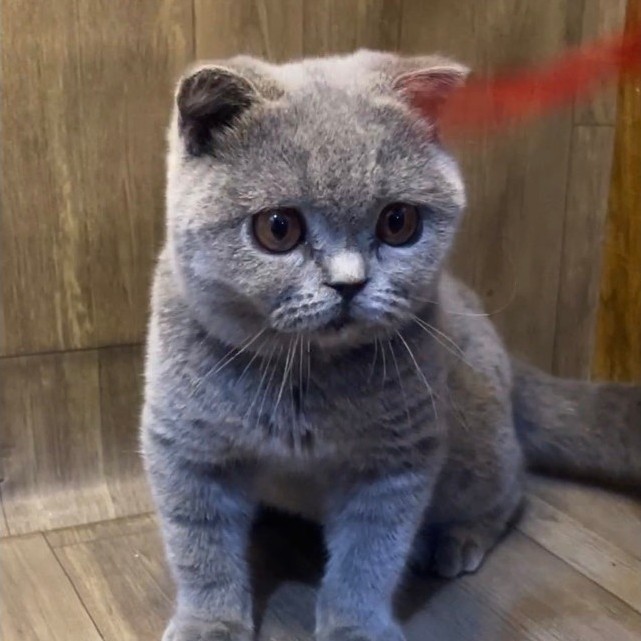 Kucing scottish fold