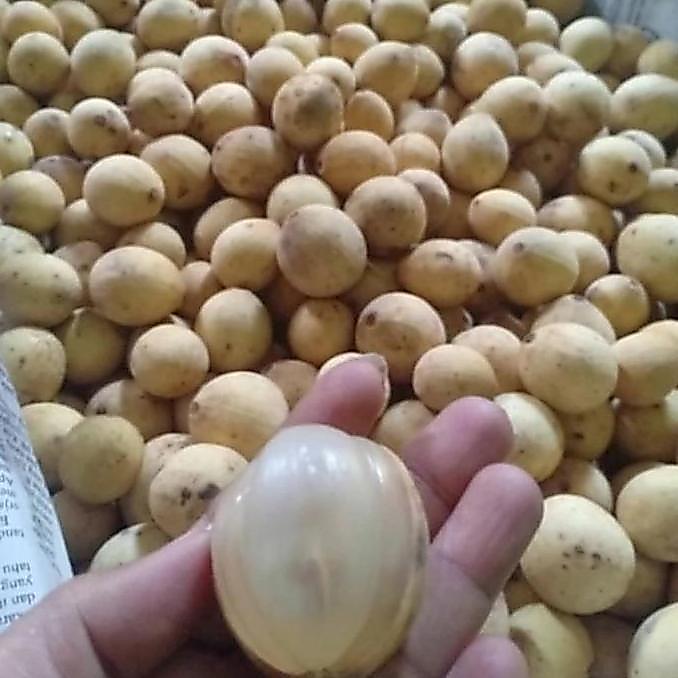 buah duku palembang 1 kg / duku Palembang 1 kg