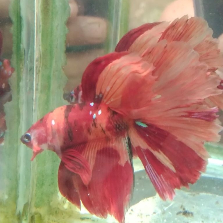 Ikan cupang hias aquarium HM multi Size L