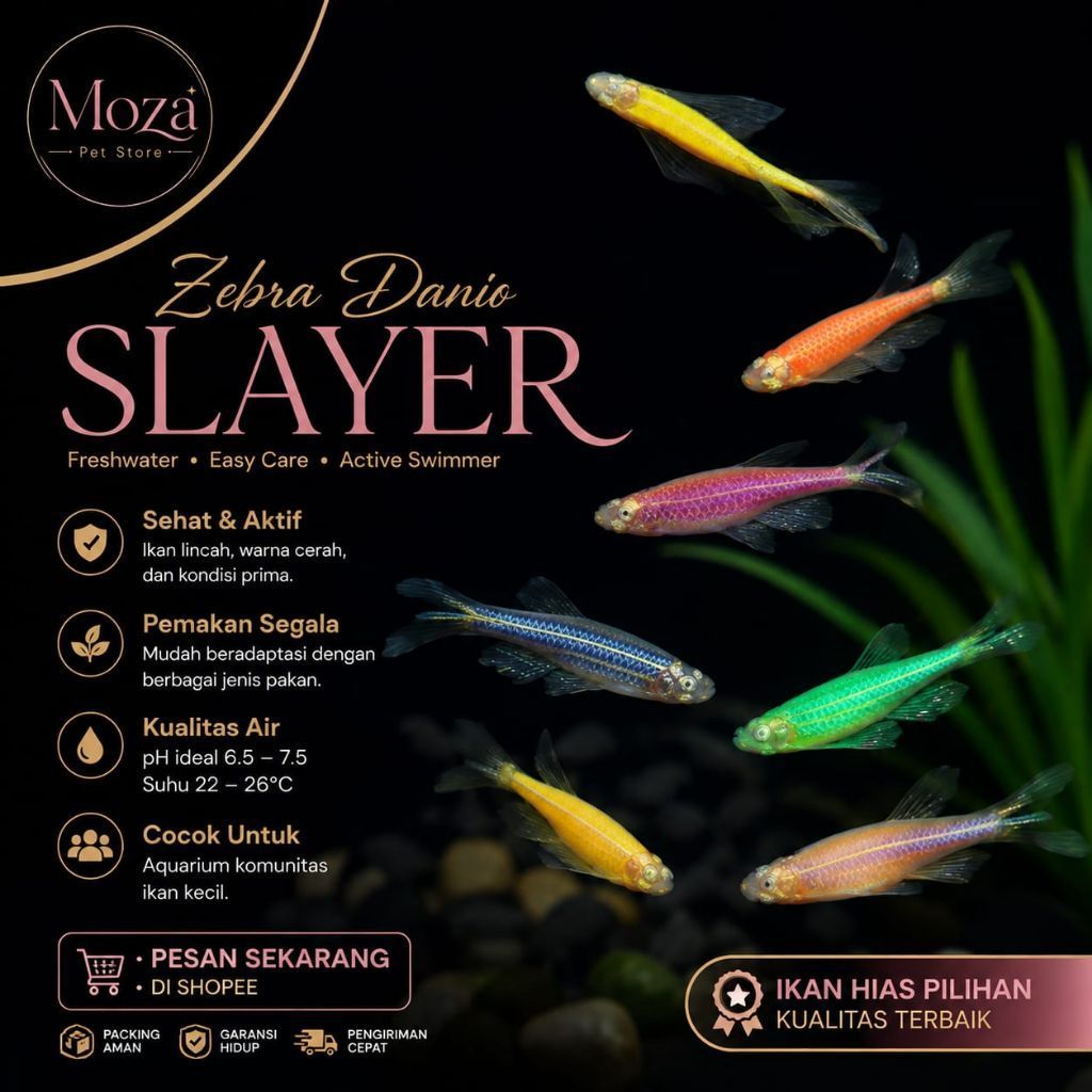 Hiasan aquarium zebra danio slayer Hiasan aquascape danio zebra slayer