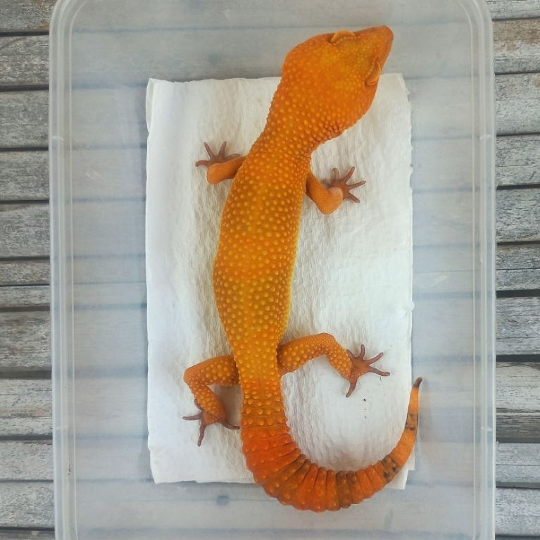 MAINAN GECKO SUNGLOW TOMATO FULL CT ADULT SESUAI FOTO