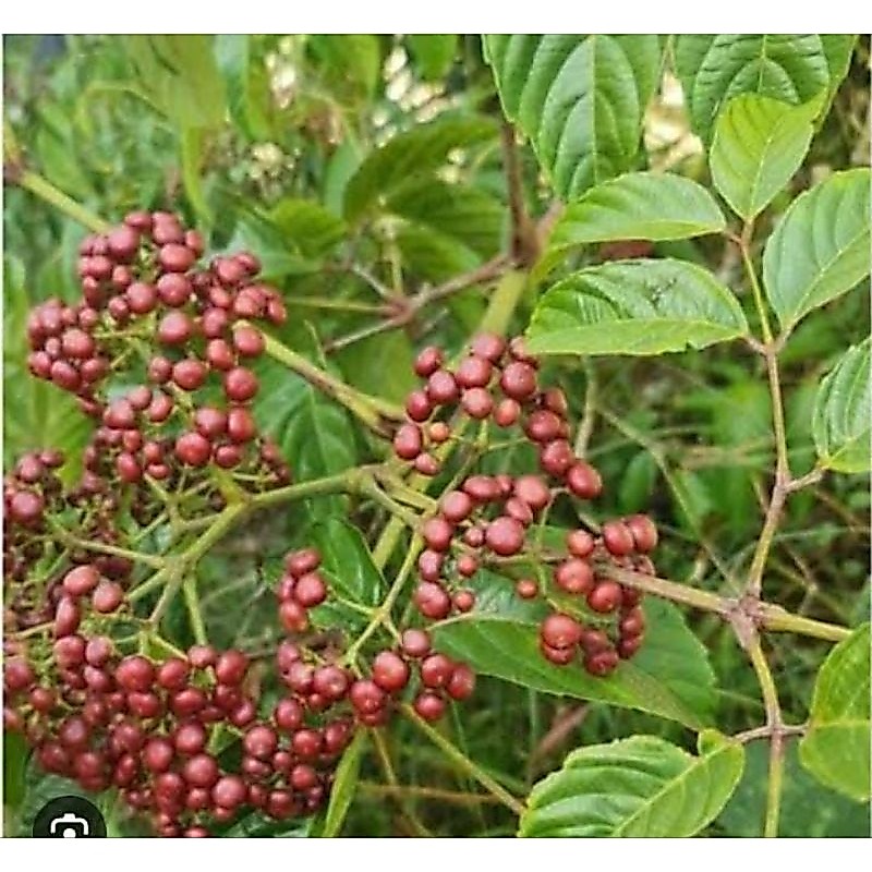 Daun Girang Girang 250 Gram Segar Jimat Mancing Girangan Obat Herbal Murah