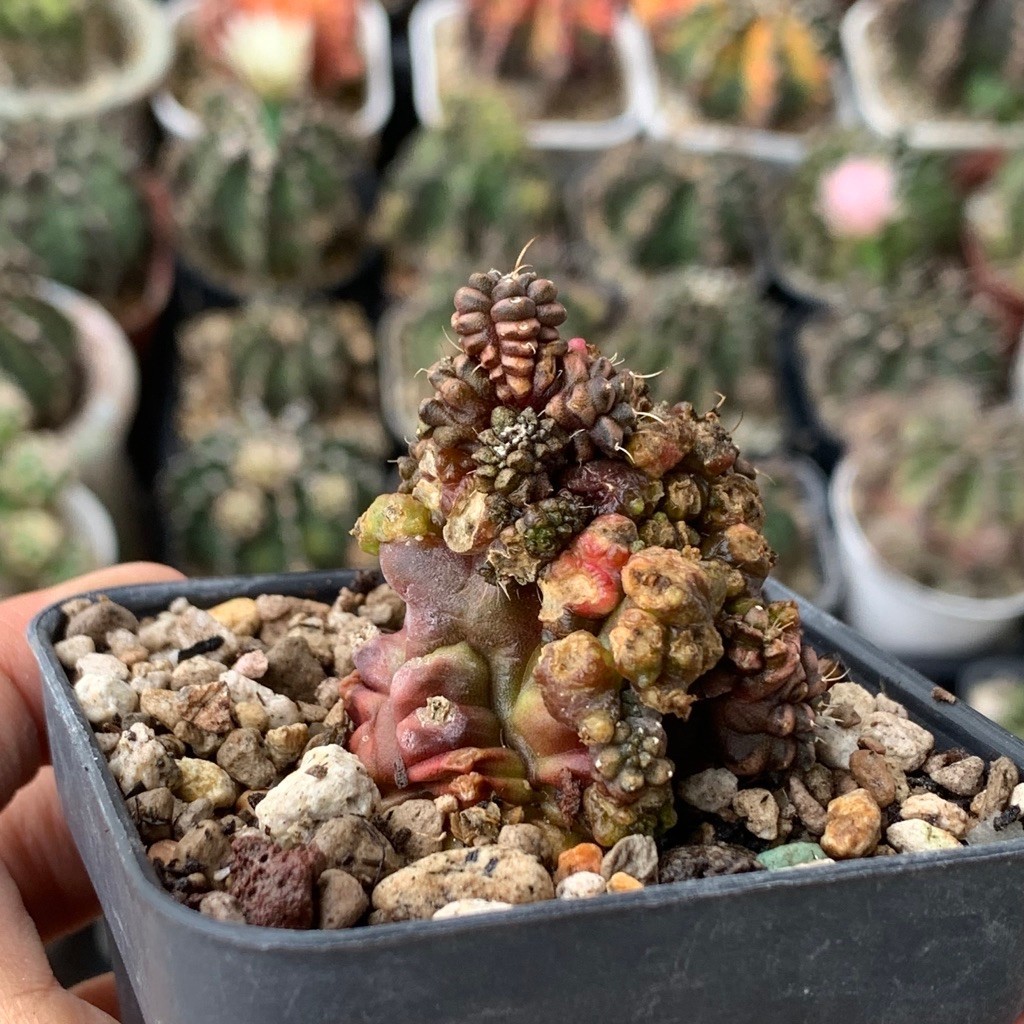 gymnocalycium gymno kikko monstrous  kaktus myriostigma astro