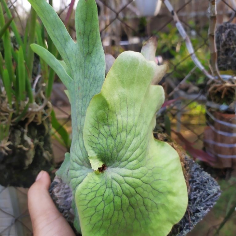 Platycerium wandae sp Papua