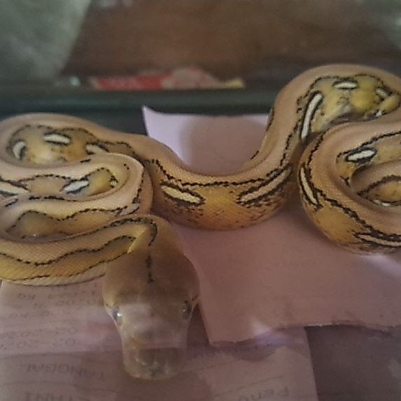 mainan retic tiger platinum het albino