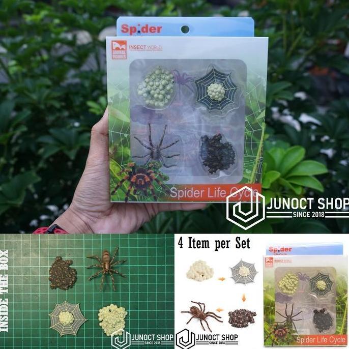 Hadiah Miniature Hewan Edukasi Siklus Hidup Laba-Laba Box Plastik - Mainan Edukatif Life Cycle Spide