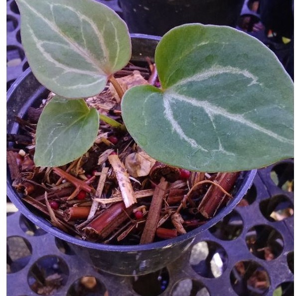 Anthurium Red hu