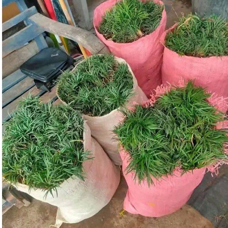 Tanaman Hias Rumput Kucai Mini Paket 50 Polybag Bibit Taman Daun Rimbun