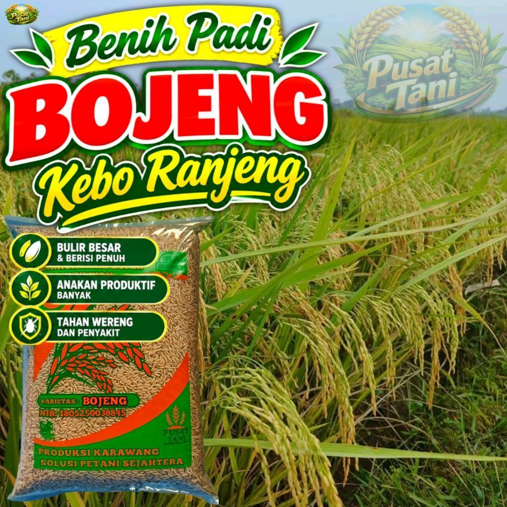 BENIH PADI BOJENG KEBO RANJENG KEMASAN 5KG
