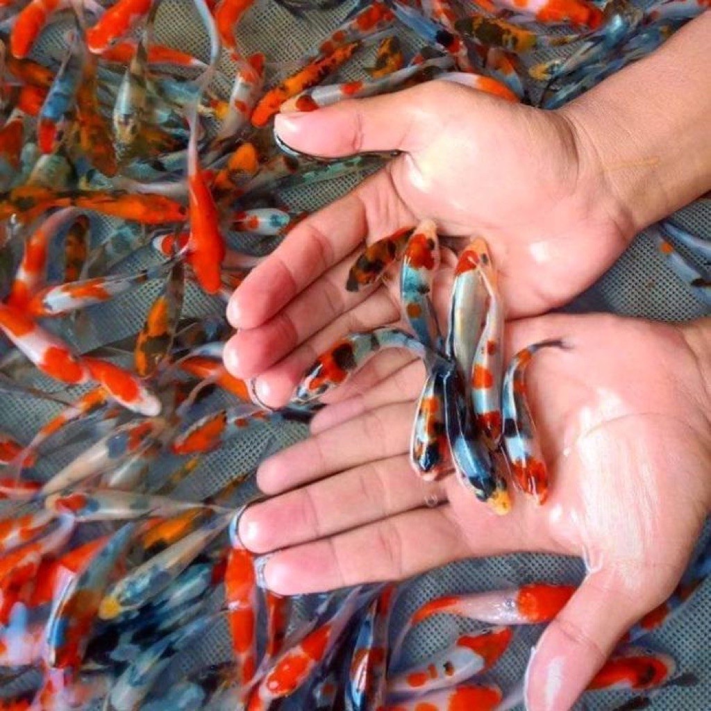 koi kohaku, shiro, showa size 4-5cm isi 4