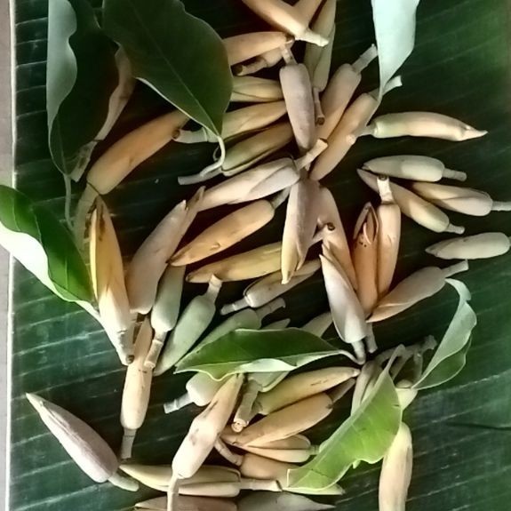 kembang/bunga kantil segar