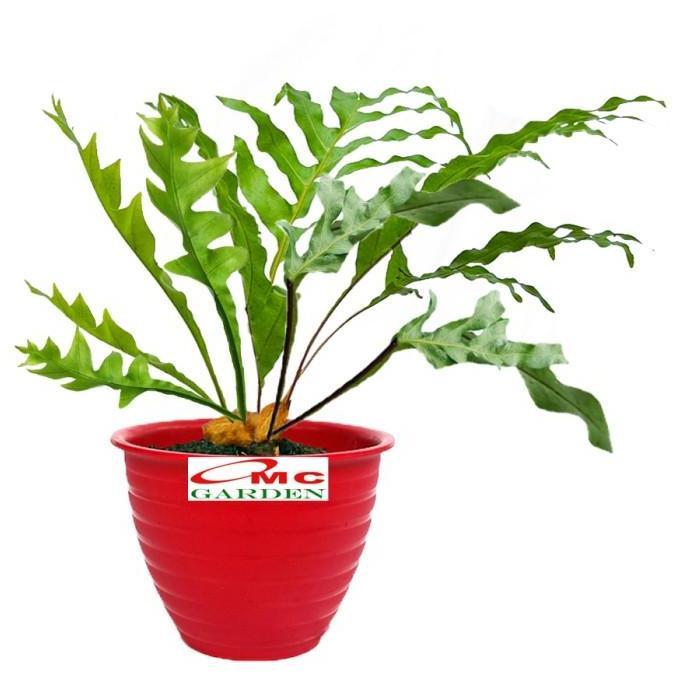 Promo Kadaka Tanduk Rusa Pakis Paku Bintang Biru Blue Star Fern Tanaman D35 Diskon