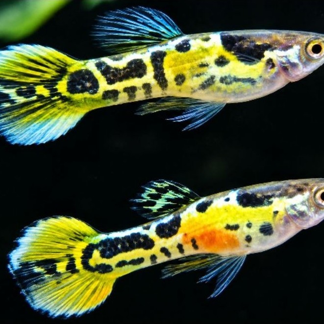 guppy endler yellow jacket murah