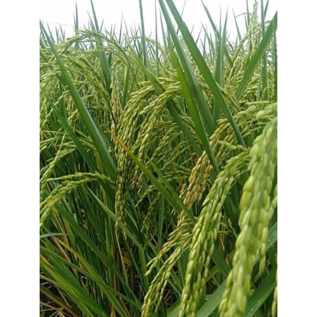 Padi TRISAKTI Kemasan 1 Kg