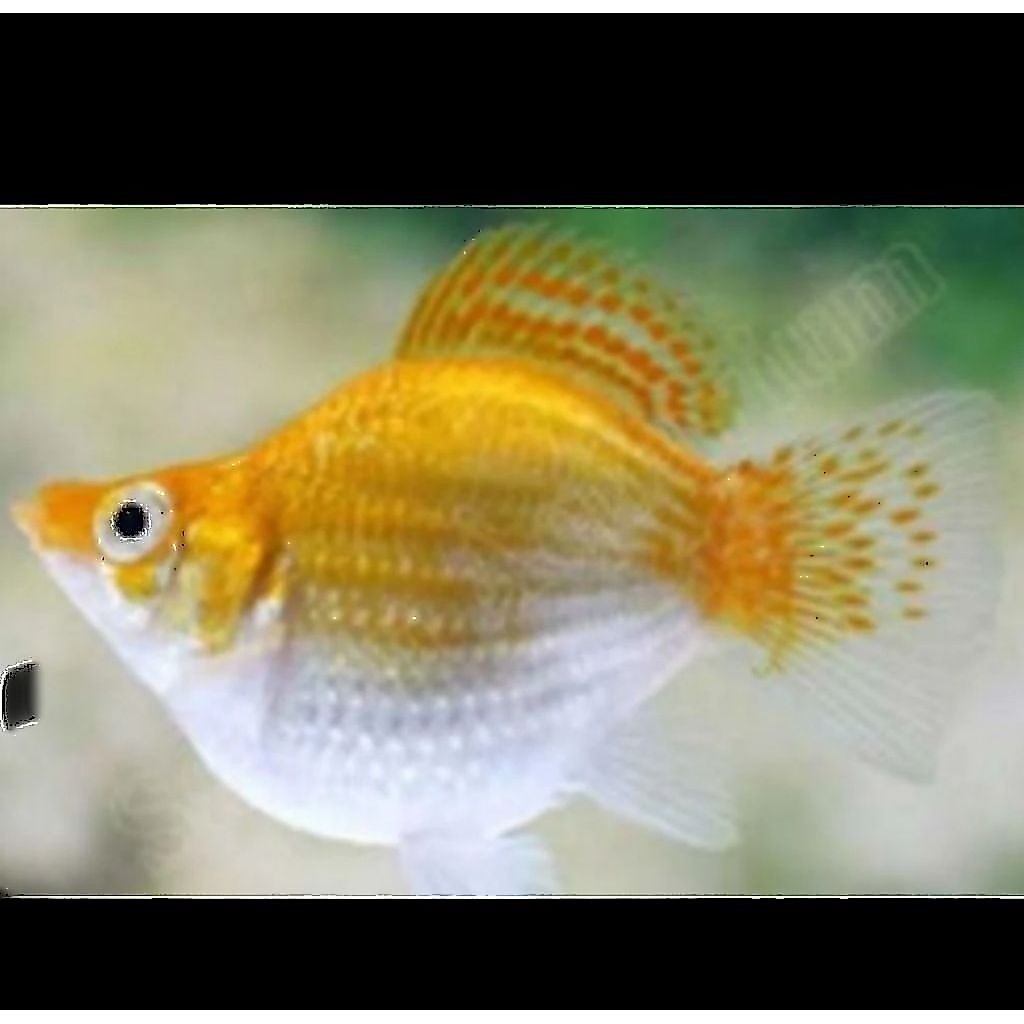 Molly merpati Thailand ballon rountail