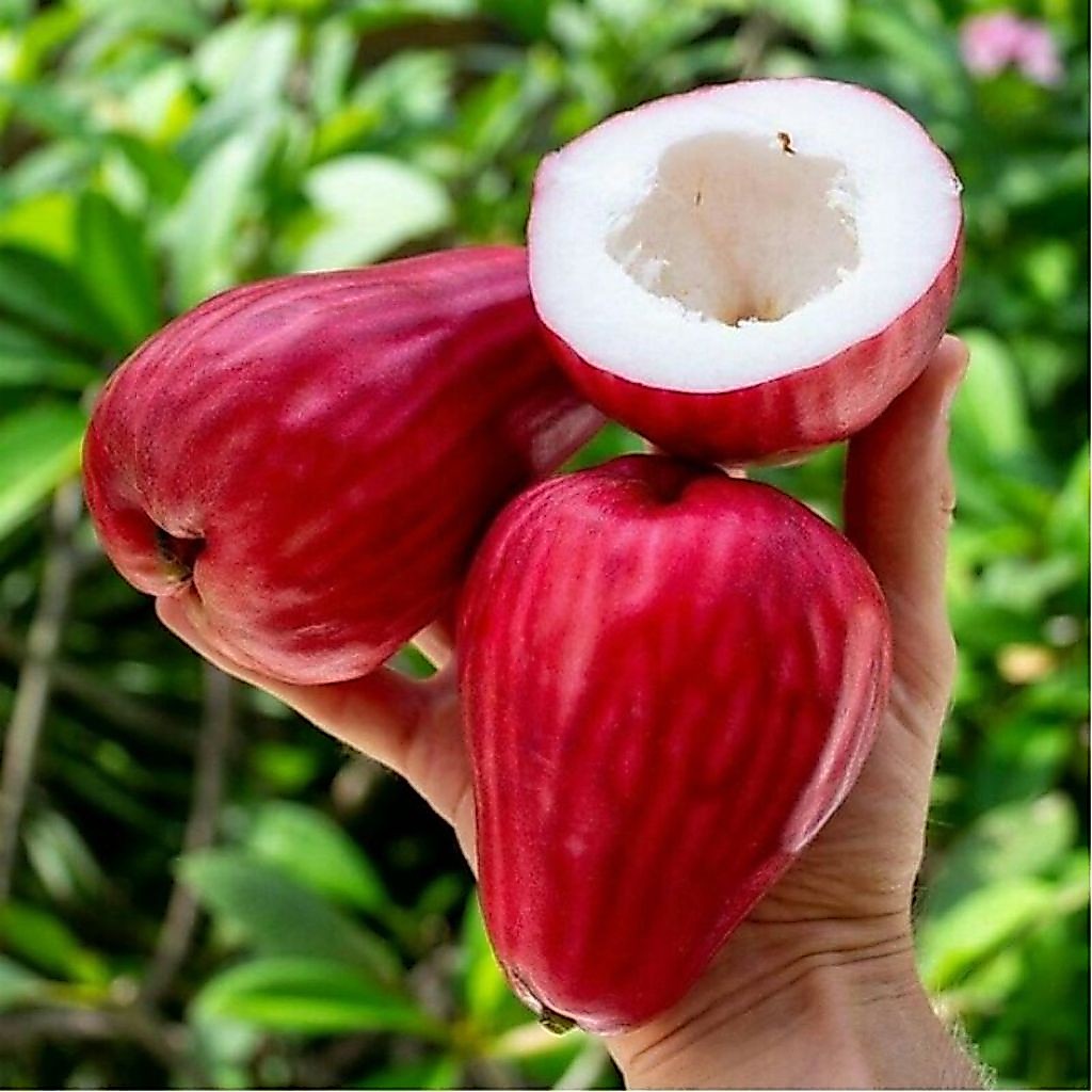 COD Terlaris Jambu Jamaika 1kg kualitas super Manis Gegar Fresh Dipetik Dadakan Saat di Pesan