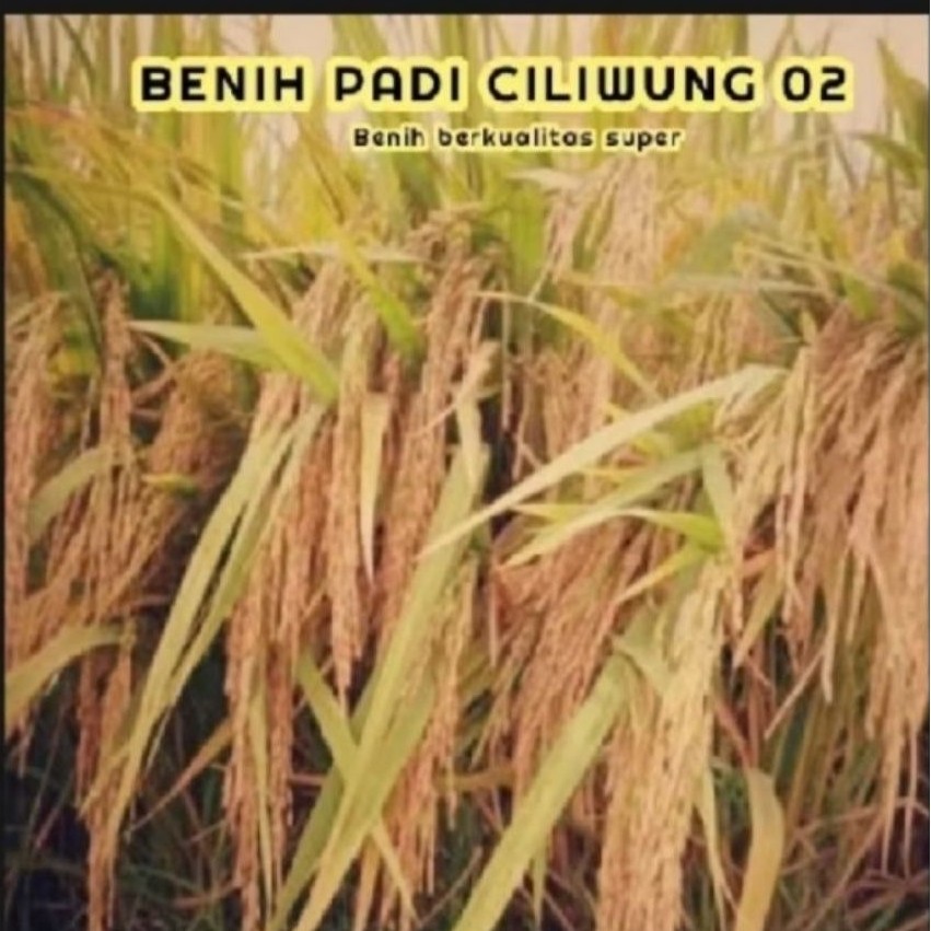BENIH PADI CILIWUNG 02 5KG