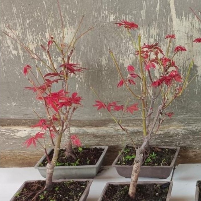 Pohon Red Maple USA/ Red Maple Amerika/ American Red Maple