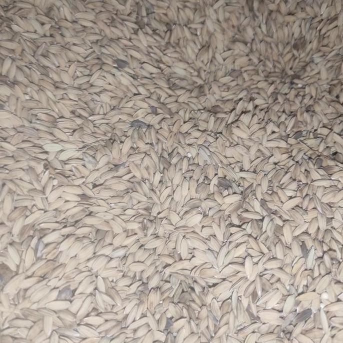 Gacorbanget- Gabah Merah Kiloan Pakan Ayam Burung Dara Tekukur Dll