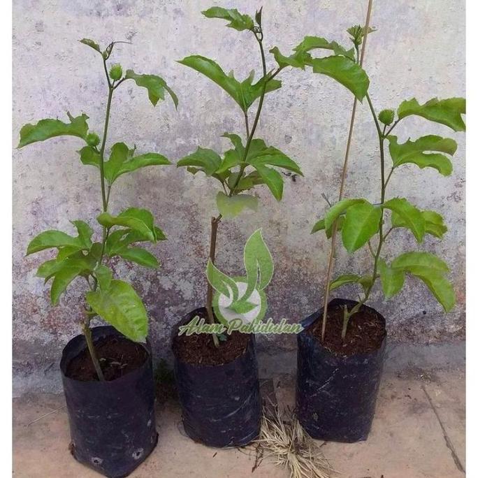 Bibit Markisa Orange 3 PCS / Bibit Buah Markisa Kuning pasi buah negeri konyal