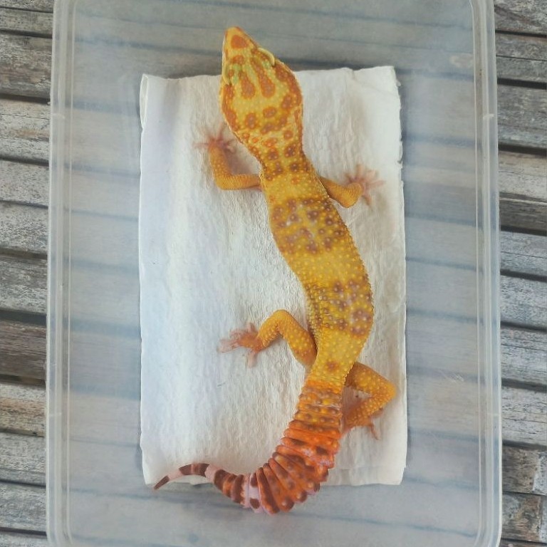 MAINAN GECKO TREMPER LAVENDER ADULT SESUAI FOTO