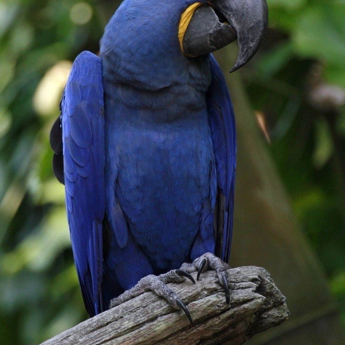 Promo Telur Burung Macaw Hyacinth 100% fertil siap tetas